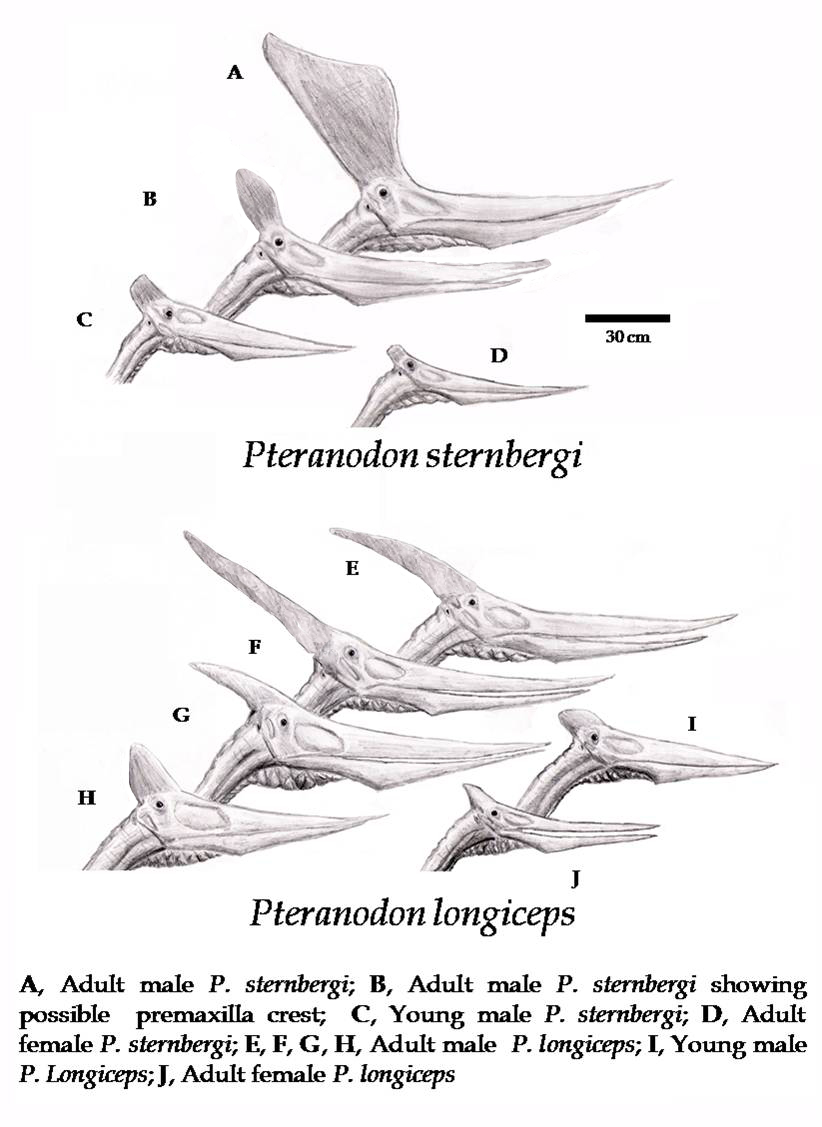 File:Pteranodon cranial anatomy.jpg - Wikipedia