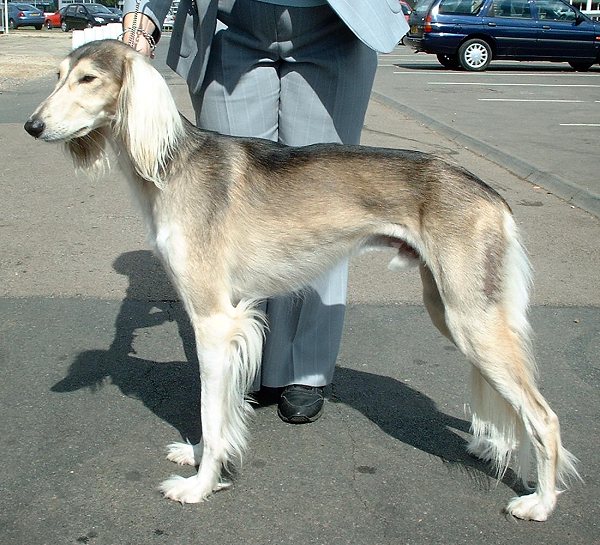 galguinho italiano saluki