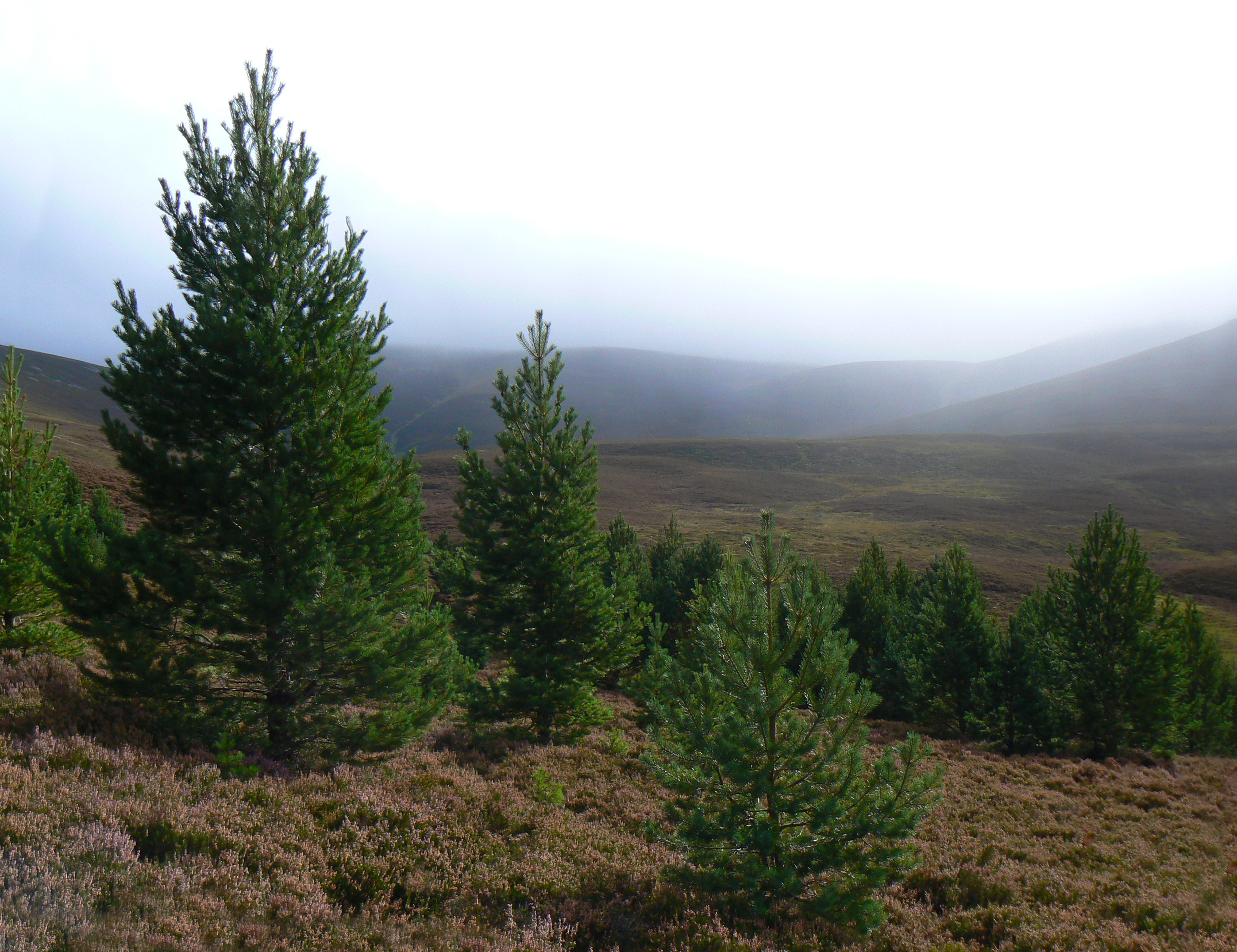 Scots Pines Monadh Mor.jpg