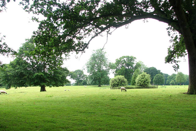 File:Sheep grazing in Intwood Park - geograph.org.uk - 1349906.jpg