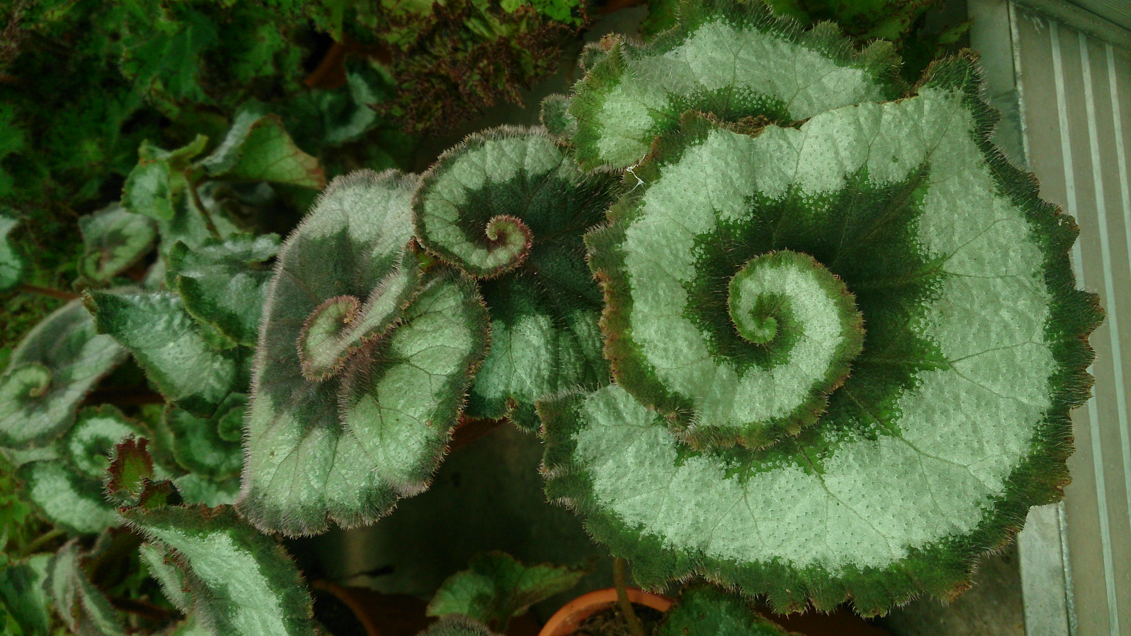 Escargot Begonia – BEAUTIFUL!