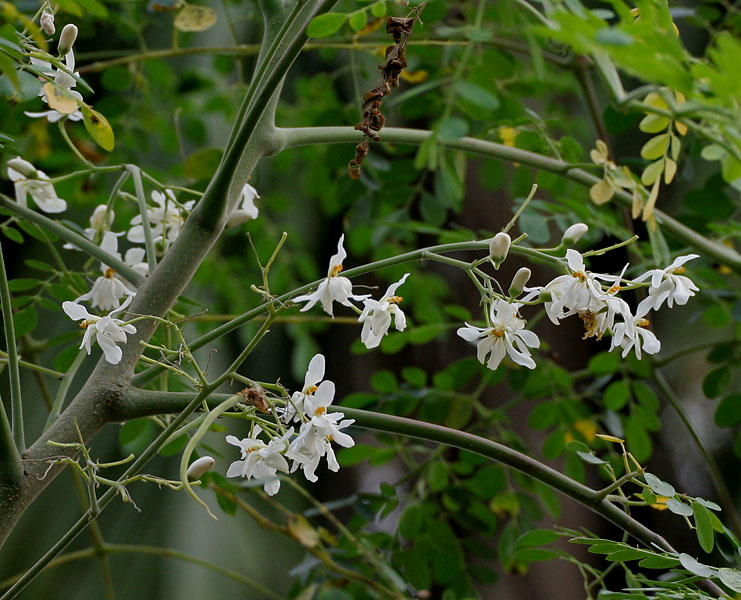 Sonjna (Moringa oleifera) at Jayanti, Duars, West Bengal W IMG 5249.jpg