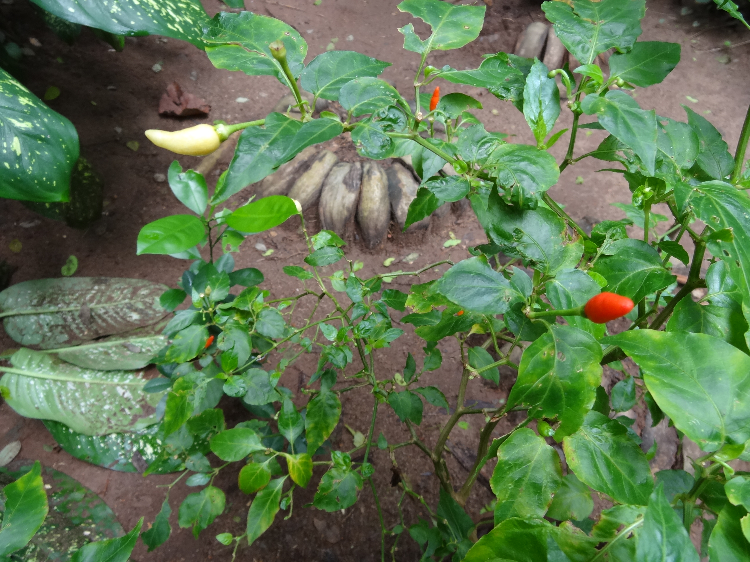 File Spice Herbal Garden Palapathwela Sri Lanka 27 Jpg