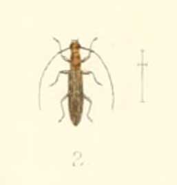 <i>Syllitus adonarensis</i> Species of beetle