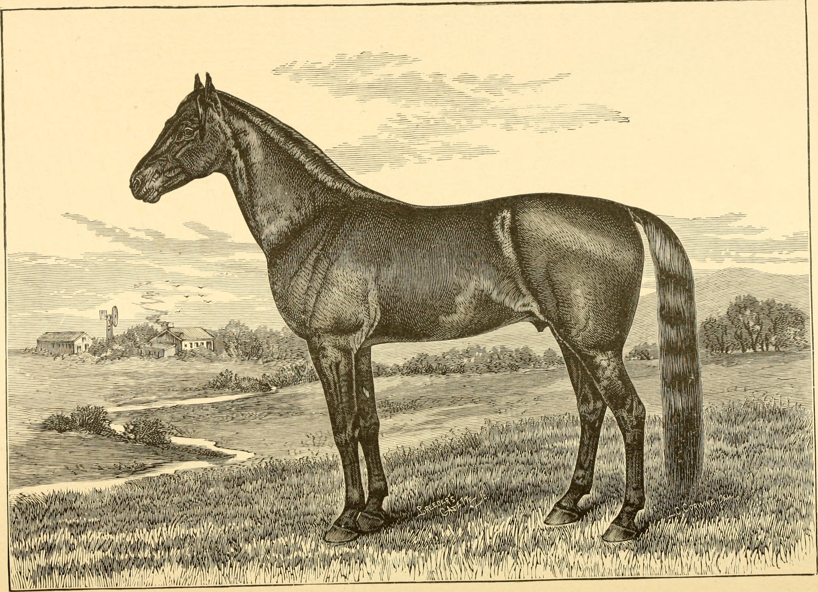 Француз конь