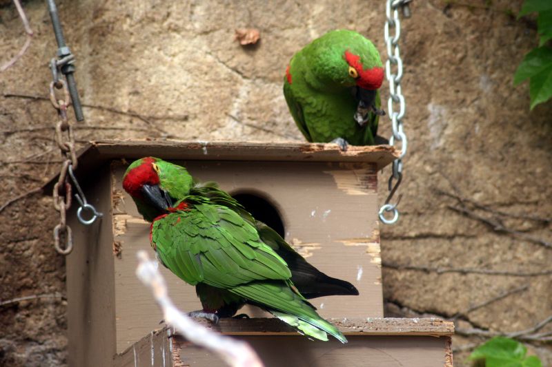 Thick-billed parrot - Wikipedia