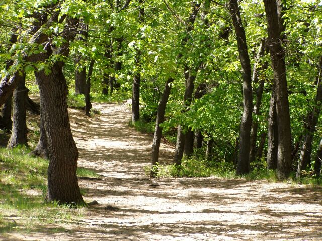 File:Trail to the Dunes.JPG