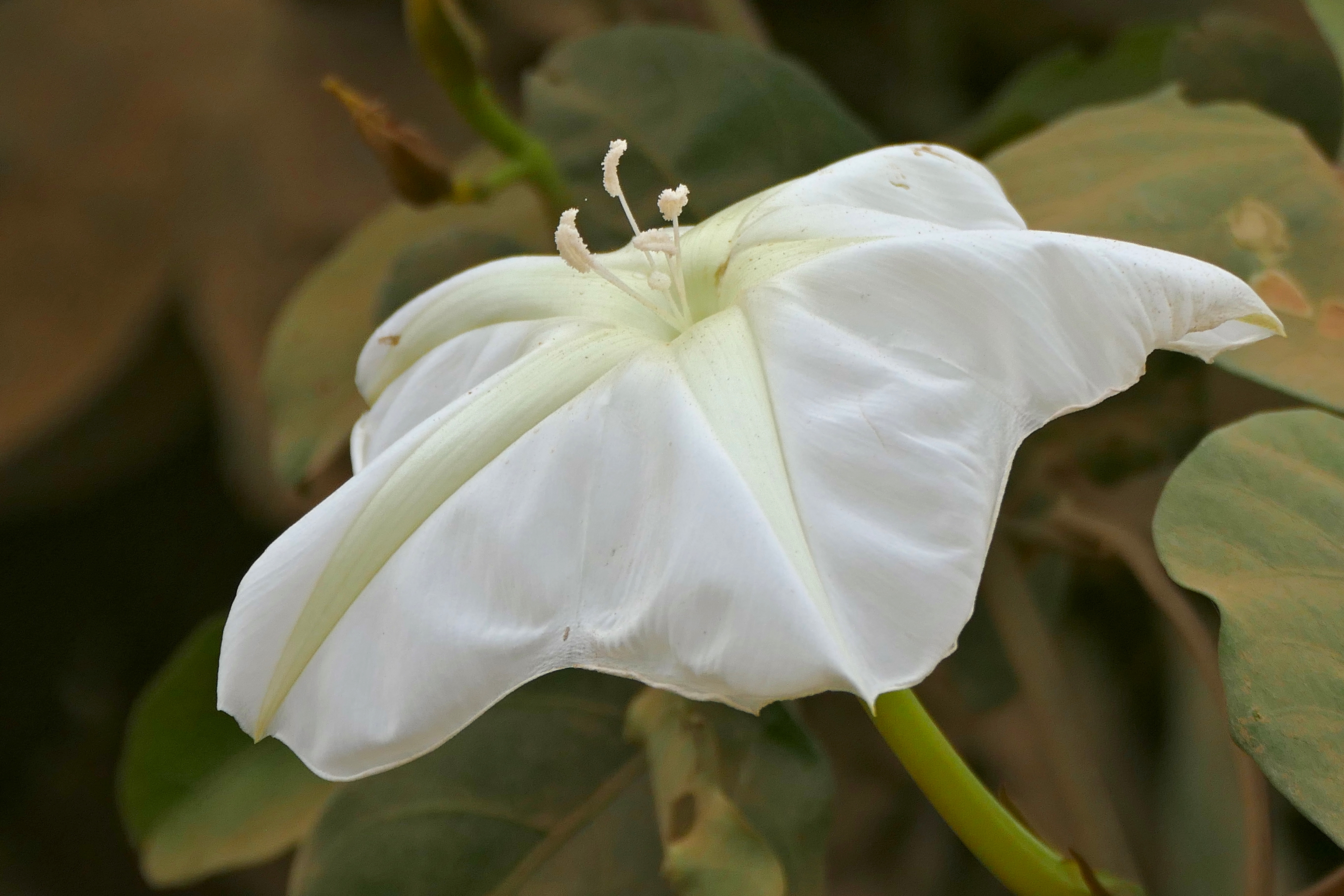 Ipomoea alba — Wikipédia