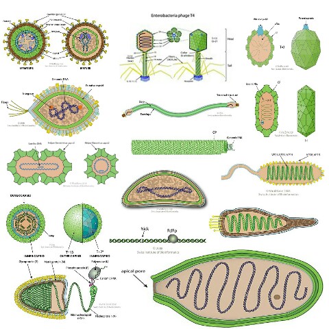 LOS VIRUS Y LAS ABEJAS: Clases, Síntomas, factores y soluciones