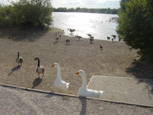 File:Waterfowl on Branston Water Park - geograph.org.uk - 64205.jpg