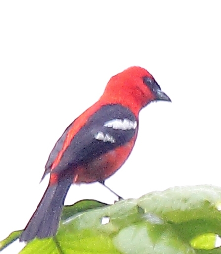 File:White-winged Tanager (Piranga leucoptera).jpg