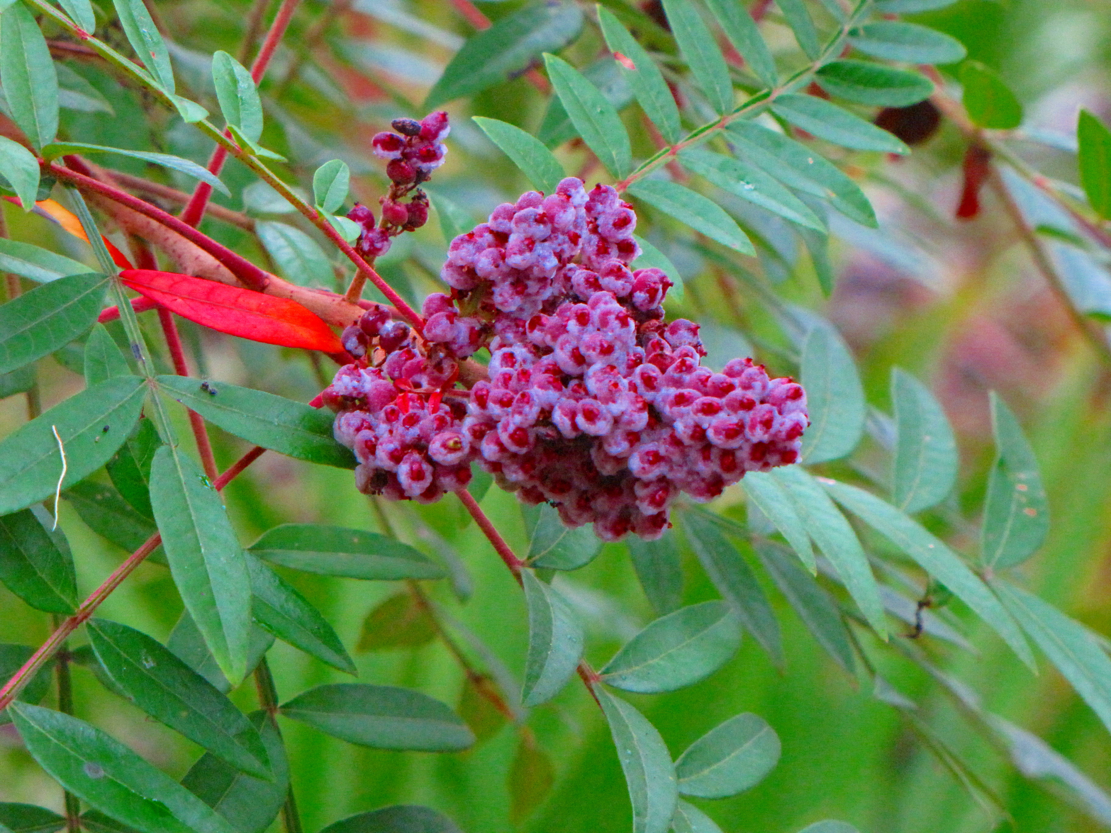 Сумах цветущий. Rhus coriaria. Сумах дубильный (Rhus coriaria. Сумах оленерогий. Сумах,Сумак цветок.
