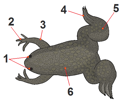 File:Xenopus laevis togopic tagged.png
