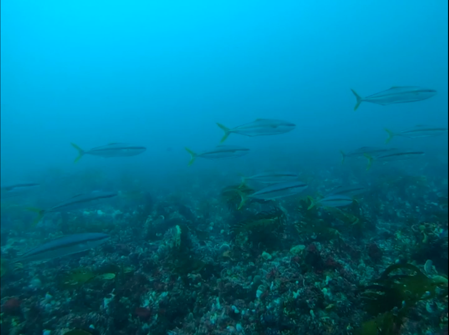 File:Star Fish at Montana de Oro.JPG - Wikipedia