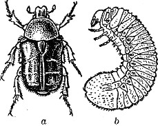 Бронзовка обыкновенная (Cetonia aurata): a — жук, b — личинка.