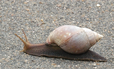 Achatina sp.