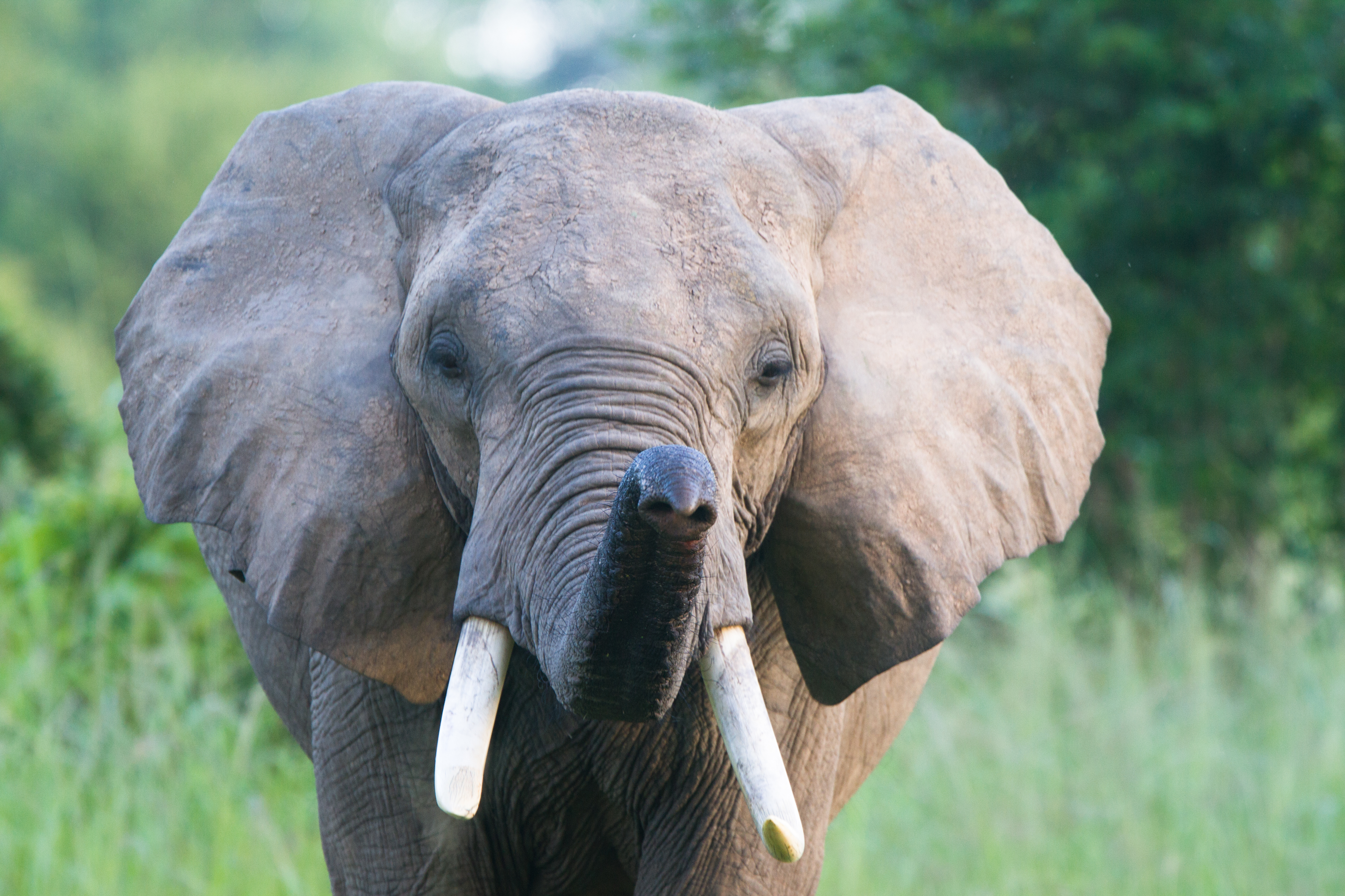 Африканский Буш. Bush Elephant. This is an Elephant it s got a big nose and big Ears.