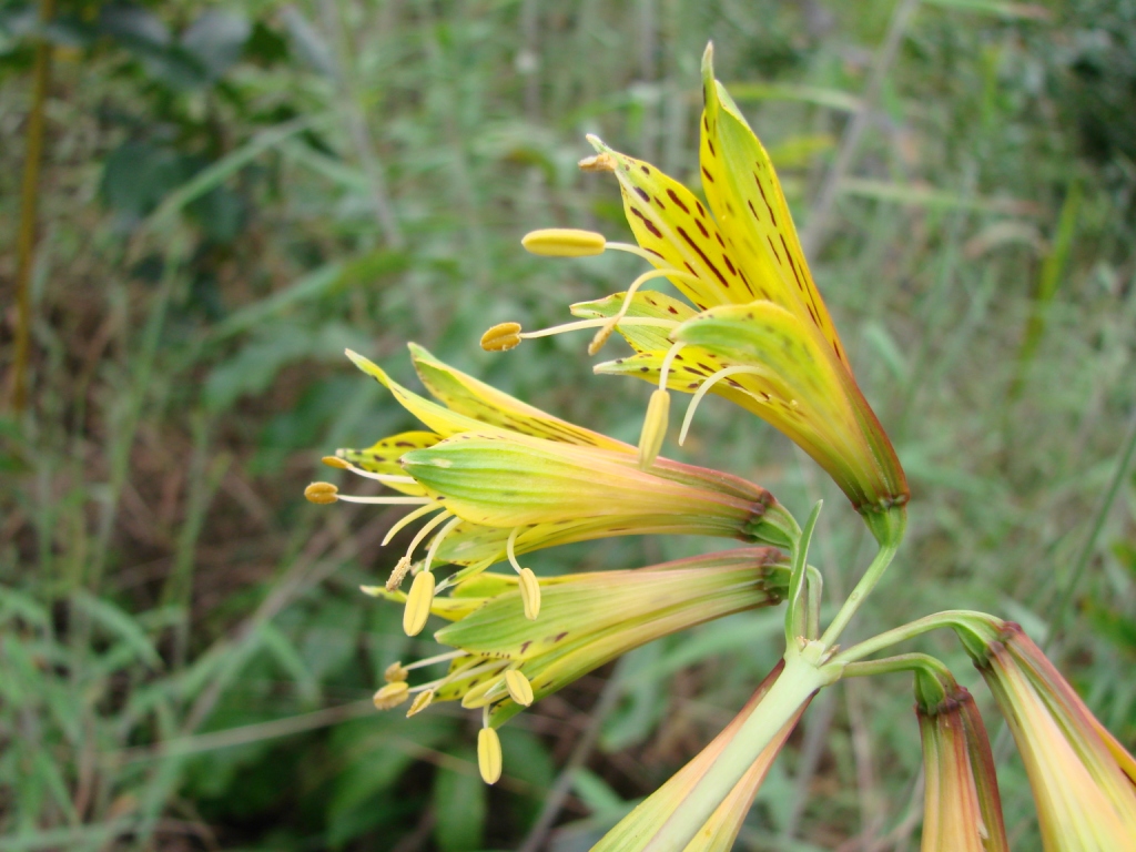 TÌNH YÊU CÂY CỎ ĐV 8  - Page 82 Alstroemeria_stenopetala