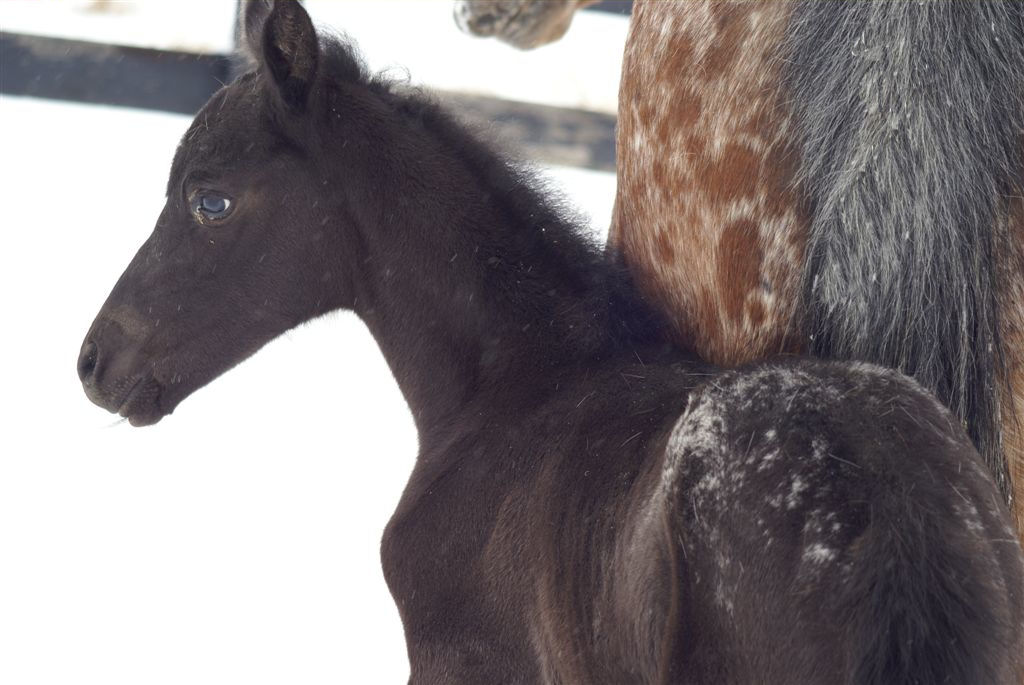 File:Appaloosa stallion.JPG - Wikipedia