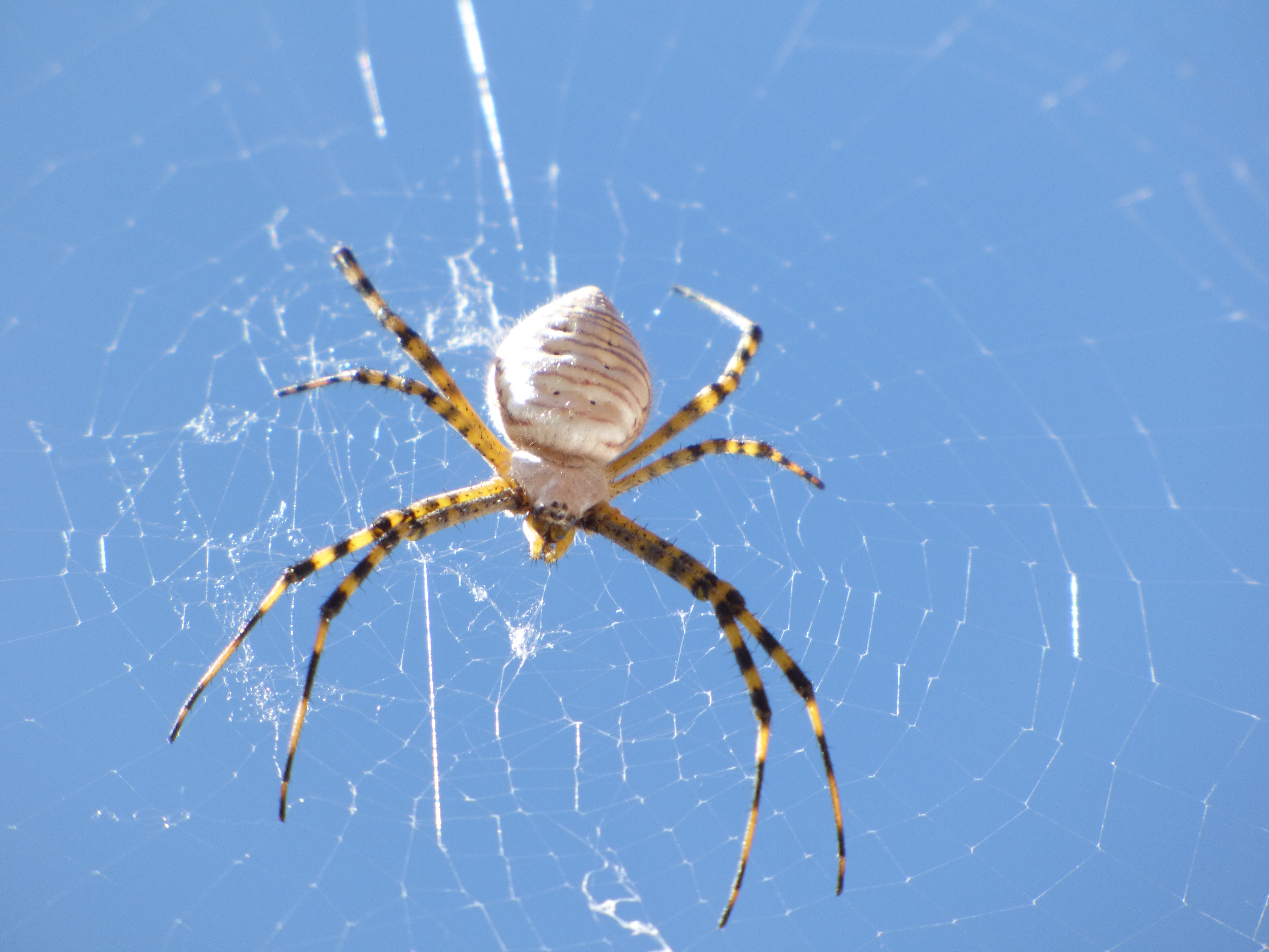 Araña amarilla españa