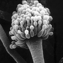 File:Aspergillus.gif