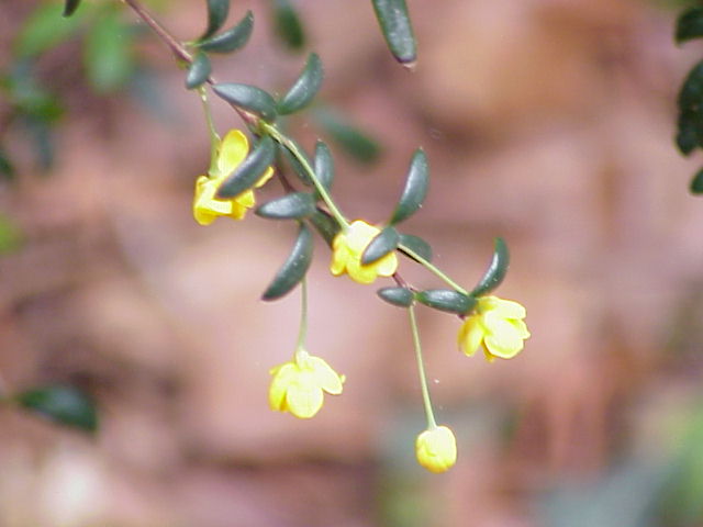 File:Berberis x stenophylla1.jpg