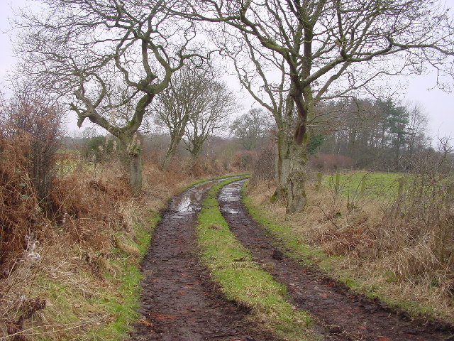 File:Bridleway to Woods - geograph.org.uk - 118268.jpg