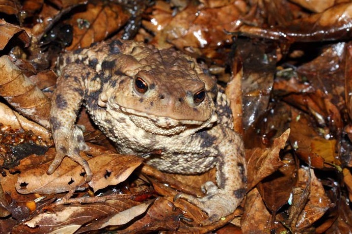 File:Bufo eichwaldi.jpeg