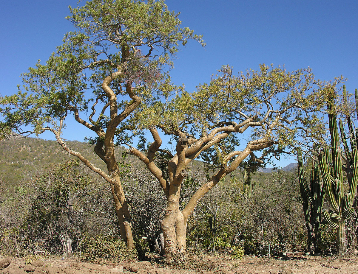 Bursera Microphylla - 植物/観葉植物