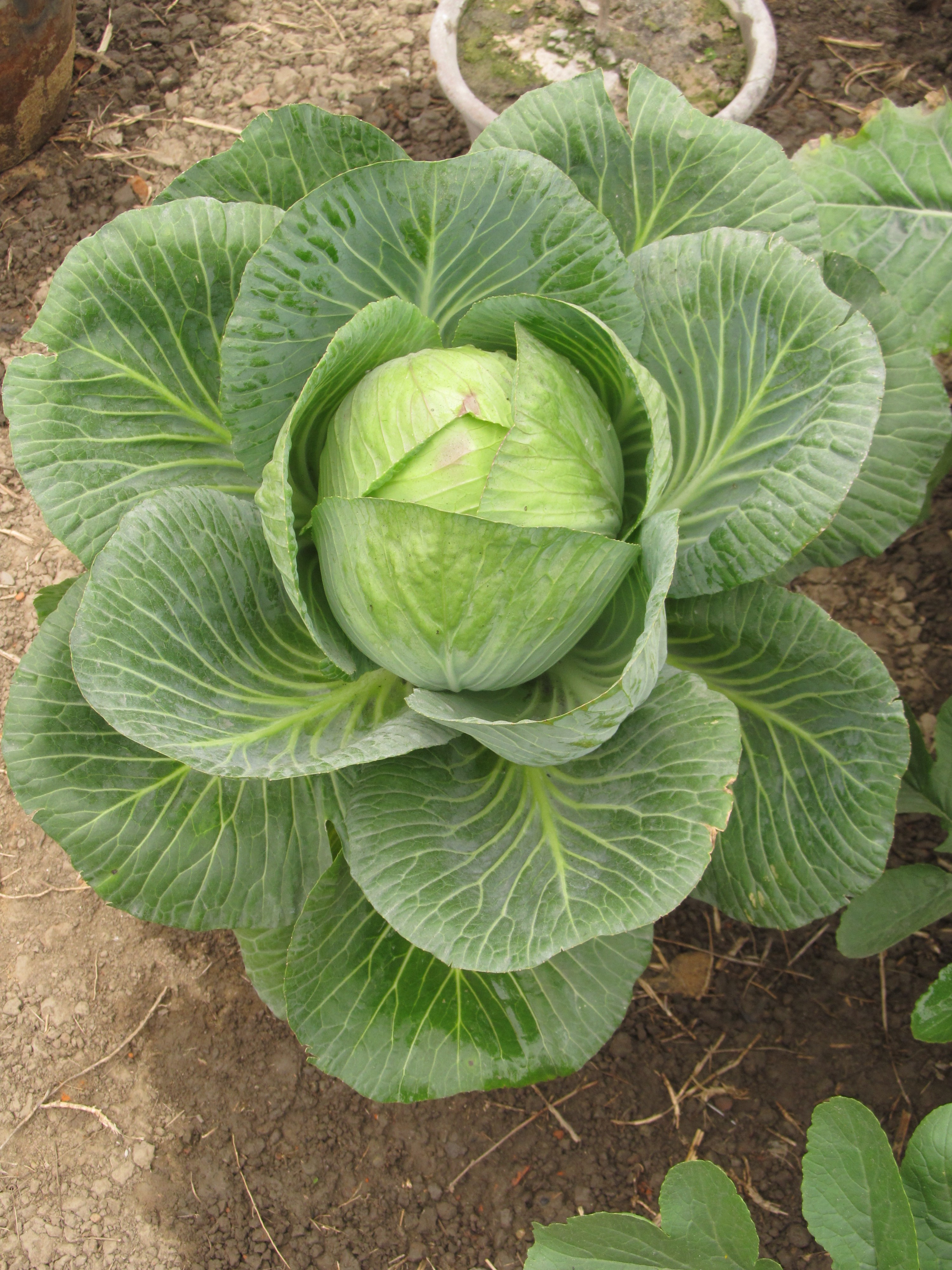 Brassica oleracea - капуста Огородная