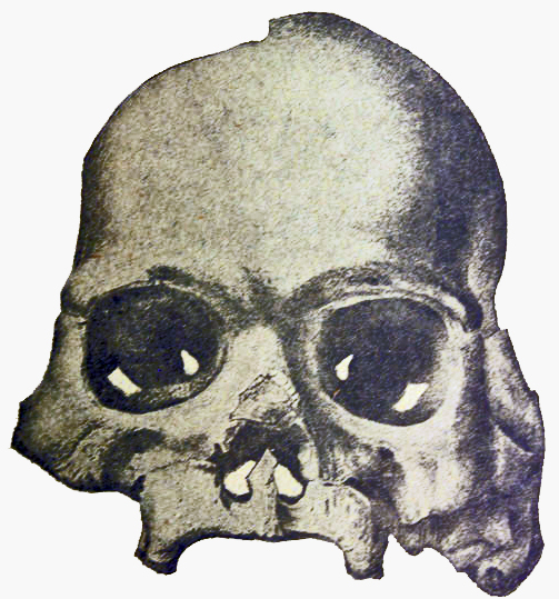 File:Calaveras Skull.jpg