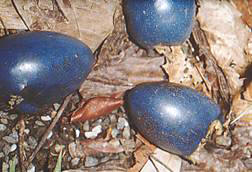 Cassowary-plums.jpg