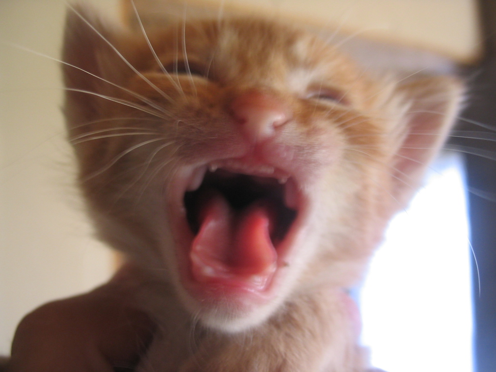 File:Cat crying.jpg - Wikimedia Commons