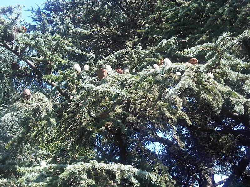 File:Cedrus libani - UK 9.jpg