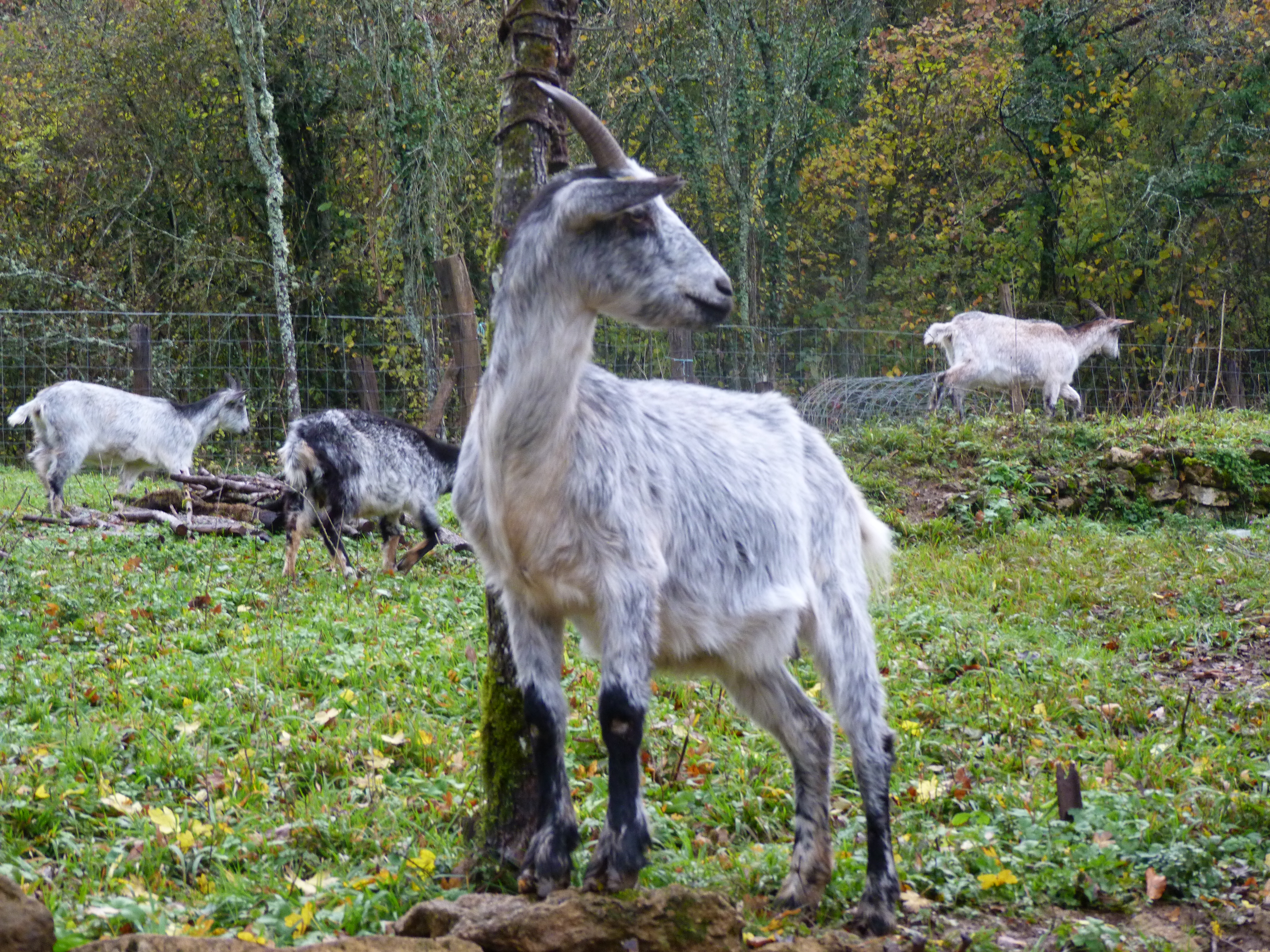 Une chèvre tout terrain