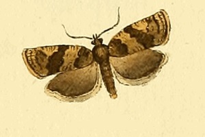 <i>Choristoneura diversana</i> Species of moth