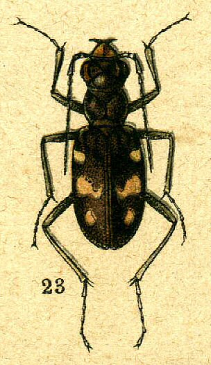 File:Cicindela burmeisteri from Jacobson.jpg