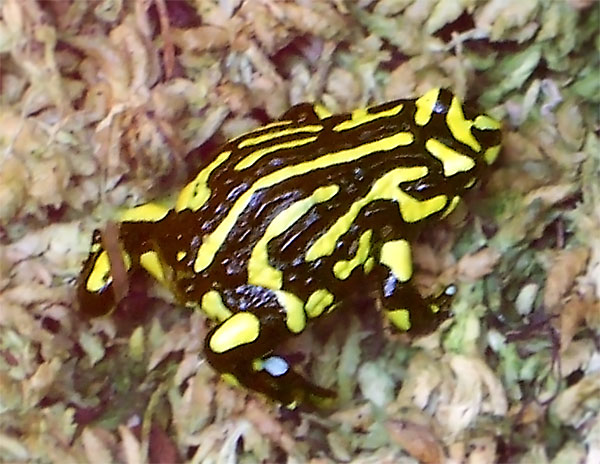 Animals of Australia - Corroboree Frog Figurine