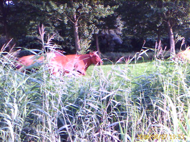 File:Cows in meadow.jpg