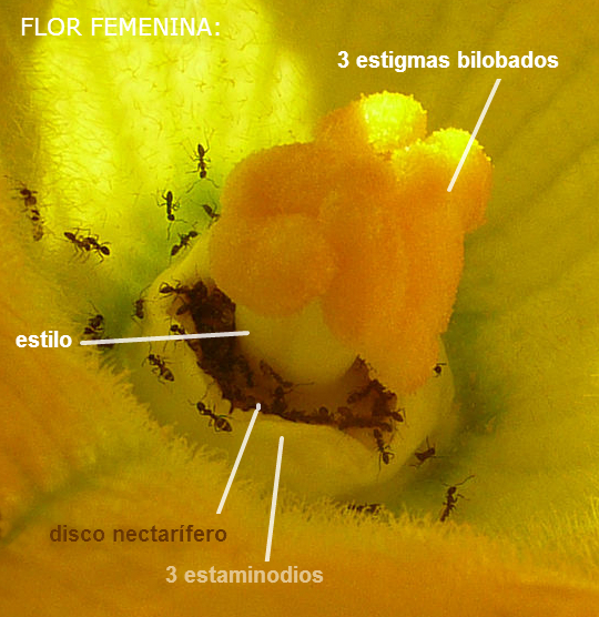 File:Cucurbita pepo "zapallo de Angola" semillería La Paulita - polinización (mascVE3-femVE1) - 6 - 9,57hs hormigas, acercamiento, etiquetas.JPG