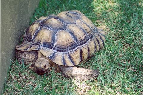 File:Cypress Gardens tortoise.jpg