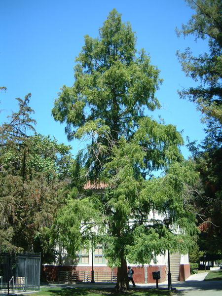 File:Dawn Redwood.jpg