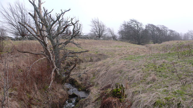 File:Decaying woodland - geograph.org.uk - 687887.jpg