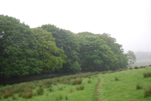 File:Decoy Woods, Muncaster Estate - geograph.org.uk - 1335632.jpg