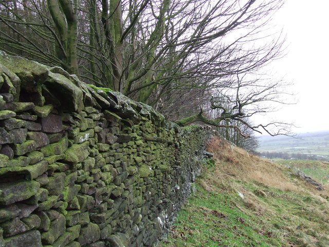 File:Dry Stone Wall on the western edge of Cleatop Wood - geograph.org.uk - 629060.jpg