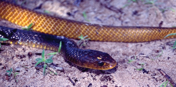 File:Drymarchon corais in Lençóis Maranhenses National Park - ZooKeys-246-051-g006-E.jpeg