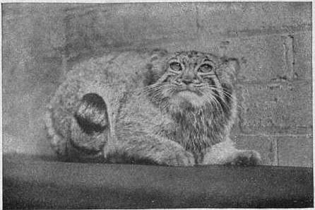 EB1911 Cat - Plate II, Fig. 2.—PALLAS’S CAT.jpg