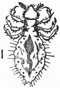 File:EB1911 Hemiptera - Fig. 14.—Louse (Pediculus vestimenti).jpg