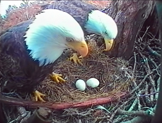 File:Eagle cam image.jpg