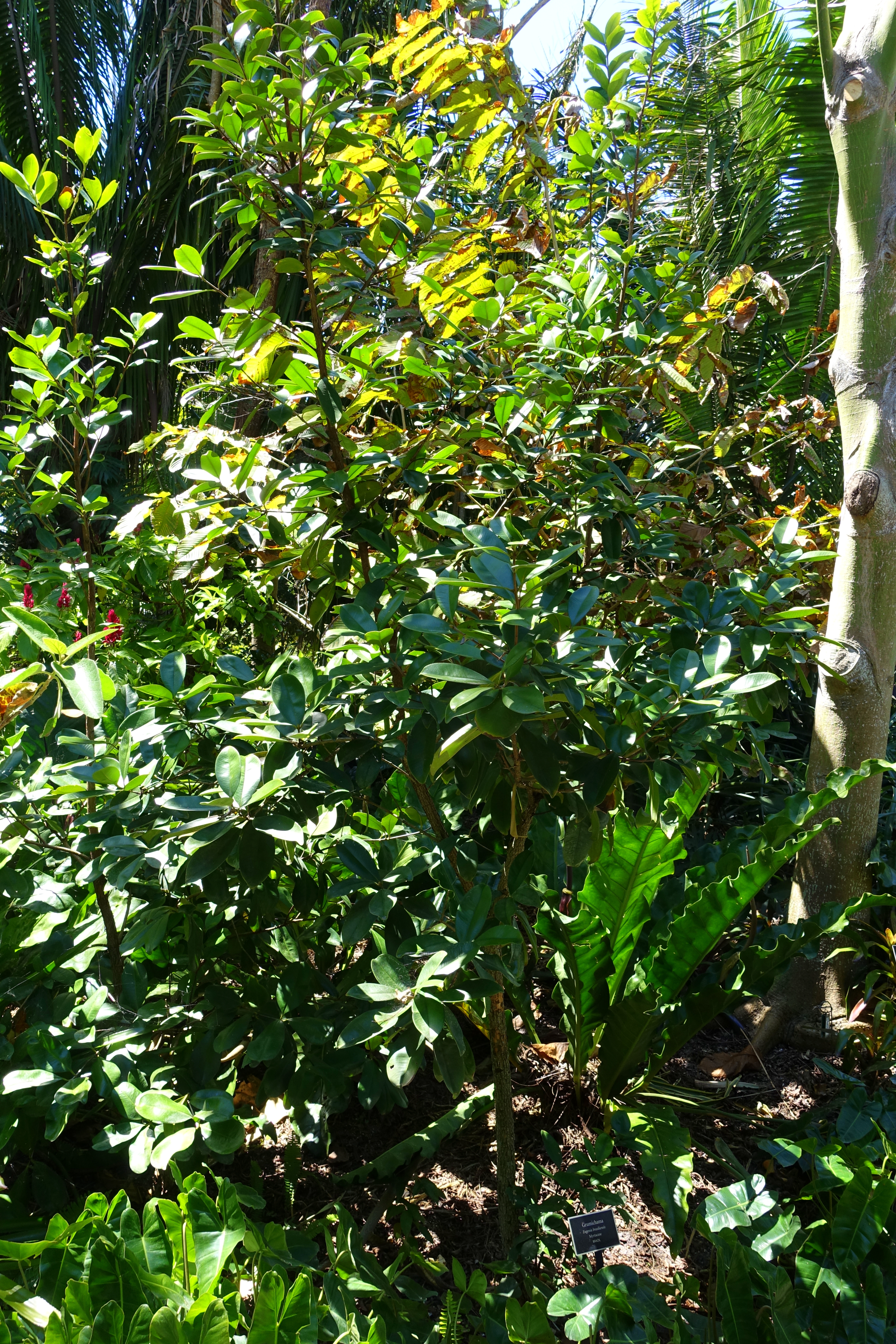 File Eugenia Brasiliensis Naples Botanical Garden Naples